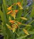 Montbrécie George Davidson - Crocosmia - cibuloviny - 4 ks