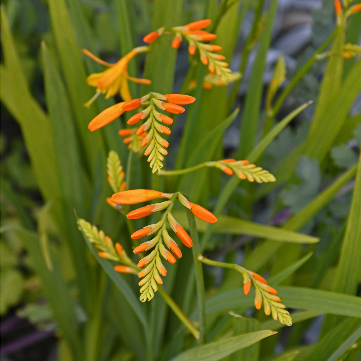 Montbrécie George Davidson - Crocosmia - cibuloviny - 4 ks
