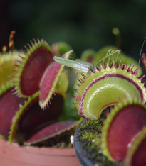 Mucholapka muscipla clumping - Dionaea - semena - 7 ks