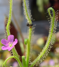 Rosnatka indická - Drosera indica - semena - 15 ks