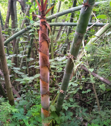 Semena bambusu – Bambus železný – Dendrocalamus Strictus