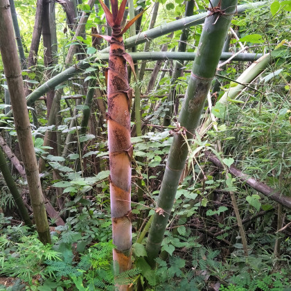 Bambus železný - semena bambusu - 2 ks - Dendrocalamus Strictus