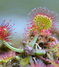 Rosnatka okrouhlolistá - Drosera rotundifolia - semena - 10 ks