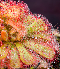 Rosnatka - Drosera venusta - semena - 15 ks