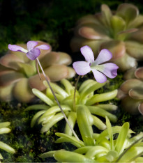 Tučnice - Pinguicula Founcine-le-Bas - semena - 15 ks