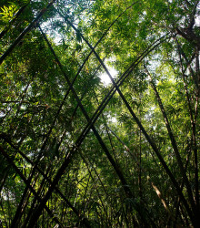 Semena bambusu – Bambus obrovský – Bambusa Arundinacea