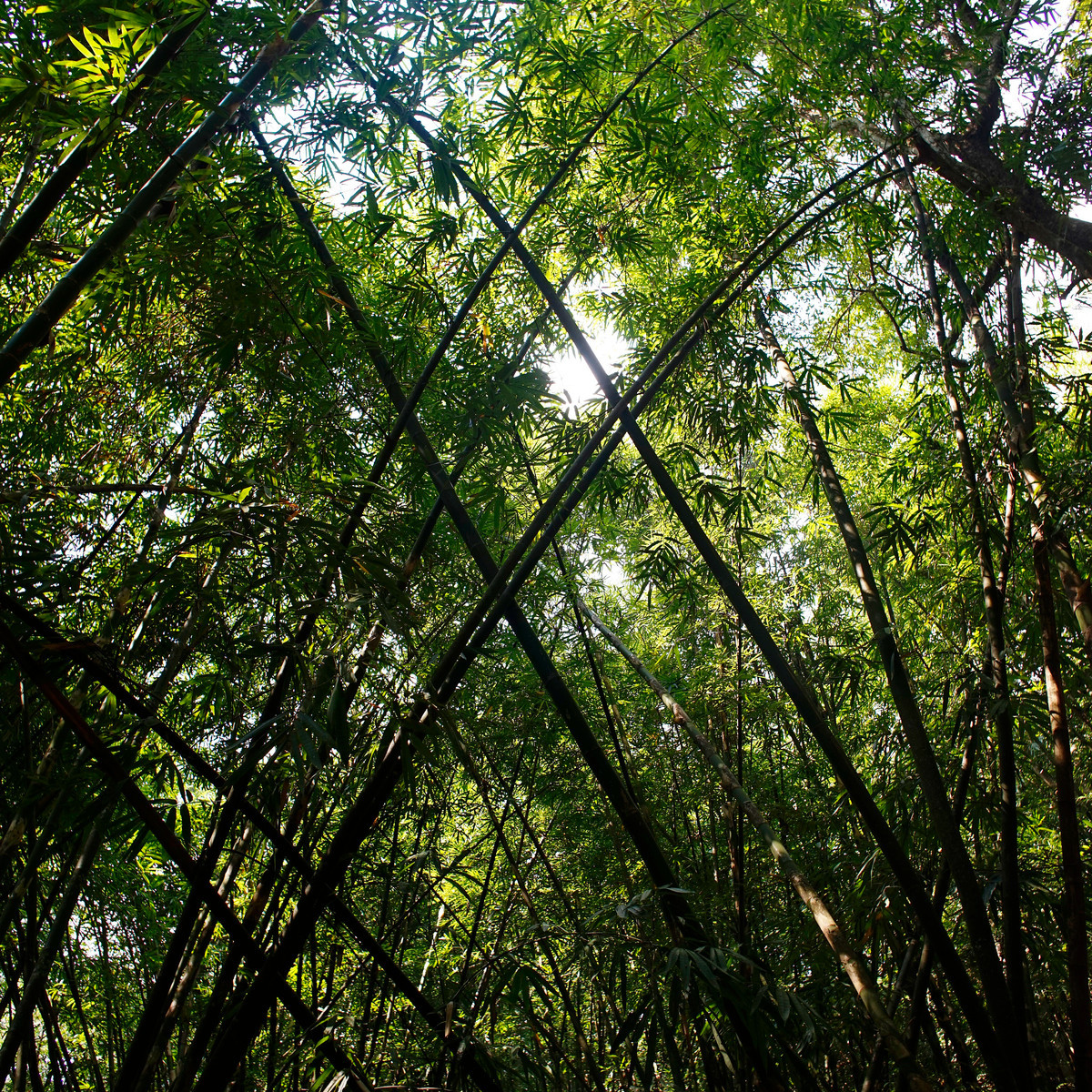 Bambus obrovský - Bambusa Arundinacea - semena - 2 ks