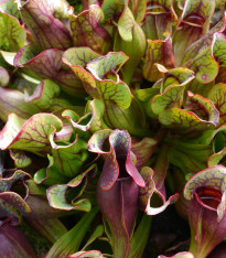 Špirlice nachová extra velká - Sarracenia purpurea - semínka - 12 ks
