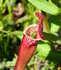 Špirlice křídlatá - Sarracenia alata - semena - 12 ks
