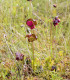 Špirlice nachová - Sarracenia purpurea - semena - 8 ks