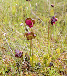 Špirlice nachová - Sarracenia purpurea - semena - 8 ks