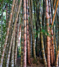 Bambus nejvyšší - Dendrocalamus giganteus - semena - 2 ks