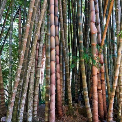 Bambus nejvyšší - prodej semen Bambusu - osivo bambusu - 2 ks - Dendrocalamus giganteus