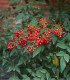 Nandina domácí - Bambus nebeský - Nandina domestica - semena - 3 ks