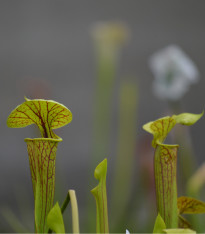 Špirlice křídlata obrovská - Sarracenia alata giant - semena - 12 ks