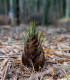 Král bambusů - Phyllostachys edulis - semena - 3 ks