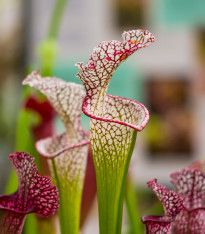 Špirlice bělolistá - Sarracenia leucophylla - semena - 12 ks
