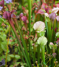 Špirlice mix - Sarracenia mix - semena - 12 ks