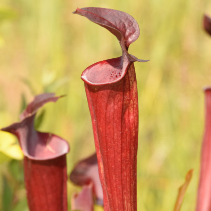 Špirlice červená - semena Špirlice červené - masožravka Sarracenia rubra - 12 ks