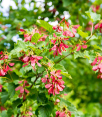 Javor tatarský - Acer tataricum - semena - 5 ks