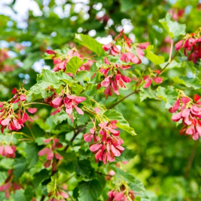 Javor tatarský - Acer tataricum - semena - 5 ks
