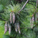 Semena borovice – Borovice himalájská – Pinus wallichiana