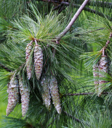 Borovice himalájská - Pinus wallichiana - semena - 5 ks