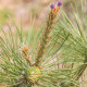 Borovice yunnan - Pinus yunnanensis - semena - 5 ks