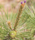 Borovice yunnan - Pinus yunnanensis - semena - 5 ks