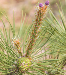 Semena borovice – Borovice yunnan – Pinus yunnanensis