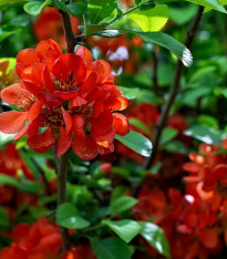 Kdoulovec - Chaenomeles Japonica - semena - 10 ks