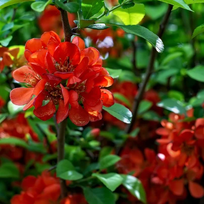Kdoulovec - Chaenomeles Japonica - semena - 10 ks
