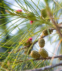Tropický dub - Casuarina Cunninghamiana - semena - 5 ks