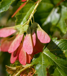 Semena javoru – Javor ohnivý – Acer ginnala