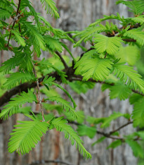 Metasekvoj čínská - Metasequoia glyptostroboides - semena - 10 ks