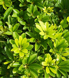 Šeflera paprskovitá - Schefflera arboricola - semena - 6 ks