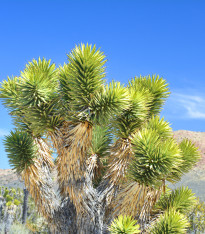 Joshua tree - Juka krátkolistá - Yucca brevifolia - semena - 20 ks
