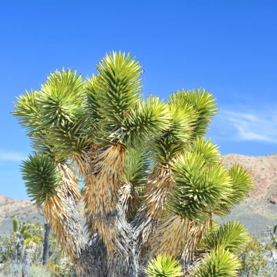 Joshua tree - Juka krátkolistá - Yucca brevifolia - semena - 20 ks
