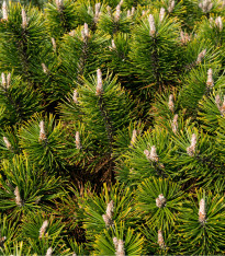 Borovice pokroucená - Pinus contorta - semena - 7 ks