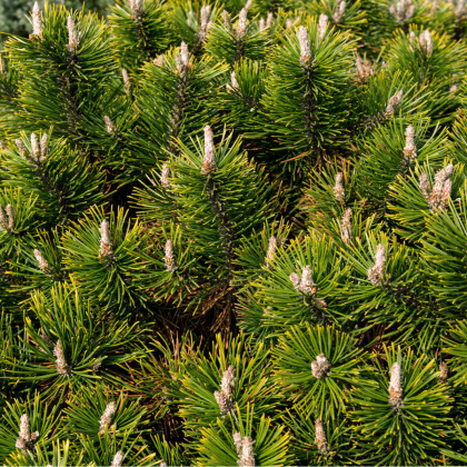 Borovice pokroucená - tvarování bonsají - Pinus contorta - semena borovice - 7 ks