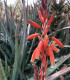 Juka červená - Hesperaloe parviflora - semena - 6 ks