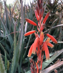 Juka červená - Hesperaloe parviflora - semena - 6 ks