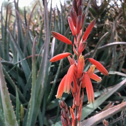Juka červená - Hesperaloe parviflora - semena - 6 ks