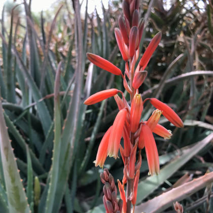 Juka červená - Hesperaloe parviflora - semena - 3 ks