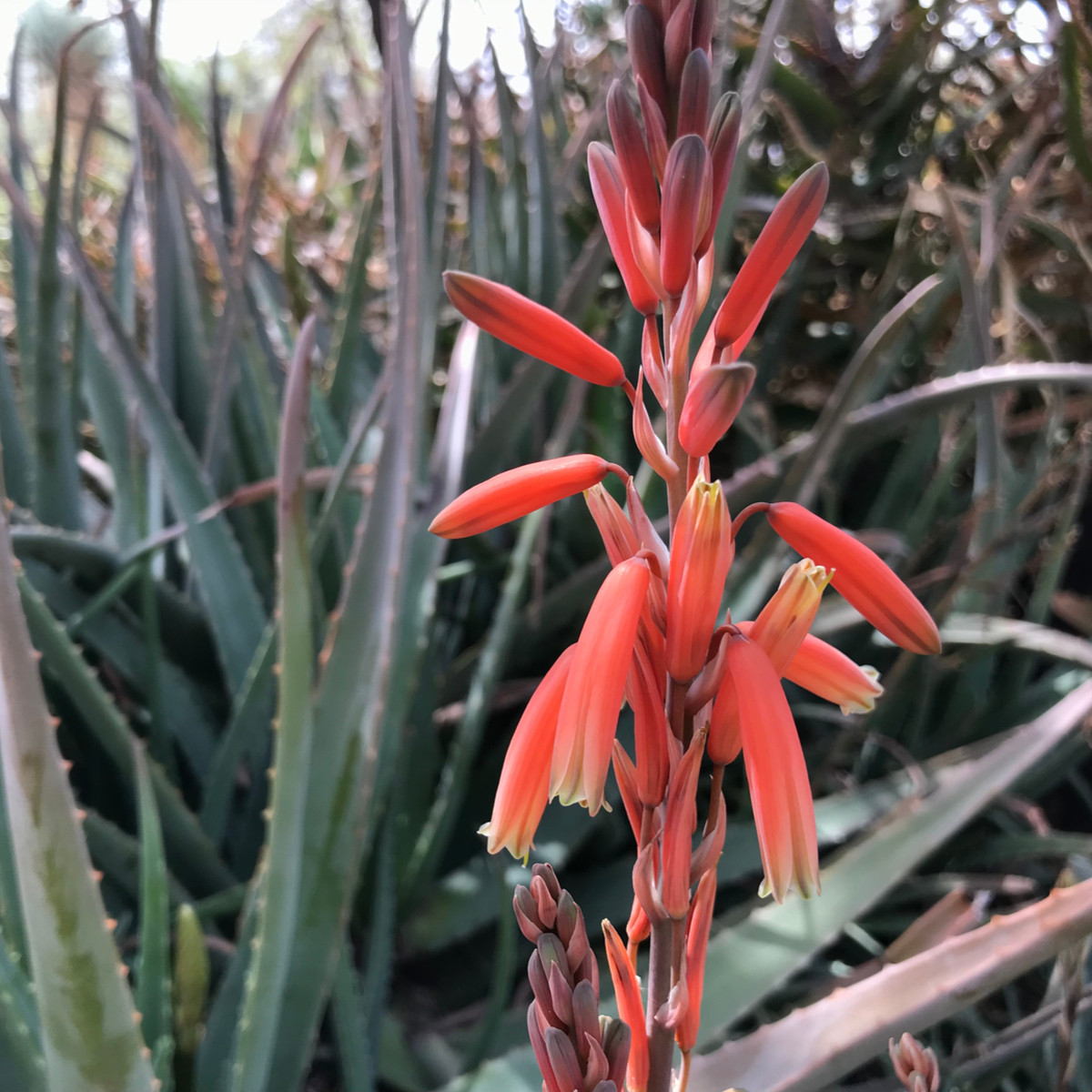 Juka červená - Hesperaloe parviflora - semena - 6 ks