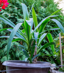 Juka Rupicola - Yucca Rupicola - semena - 5 ks