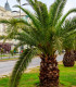 Datlovník z Laosu - Phoenix roebelenii - semena - 3 ks