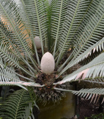 Cykas Dión jedlý - Dioon edule - semena - 2 ks