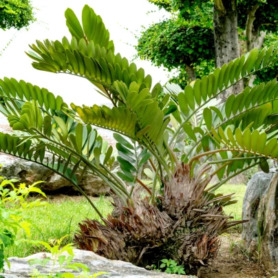 Keják otrubnatý - Cykas Zamia furfuracea - semena - 2 ks