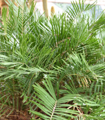 Keják celolistý - Cykas - Zamia floridana - semena - 2 ks